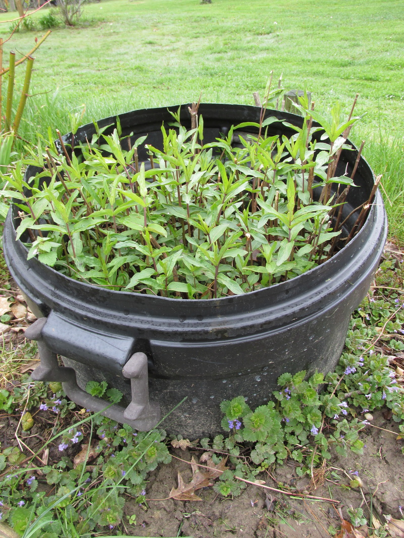 Dealing plants: Make bottomless container. - Flowerloveohio